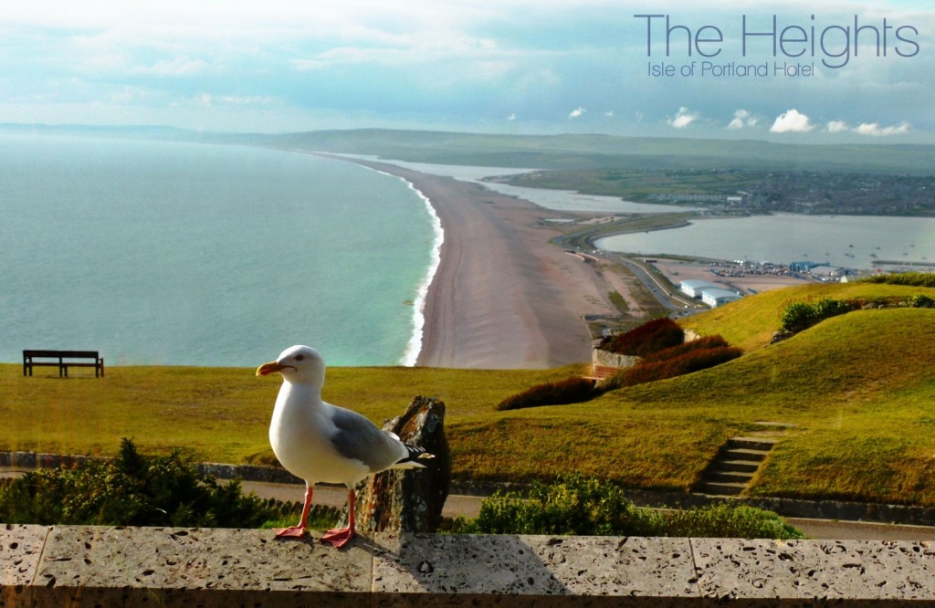 seagull view with logo